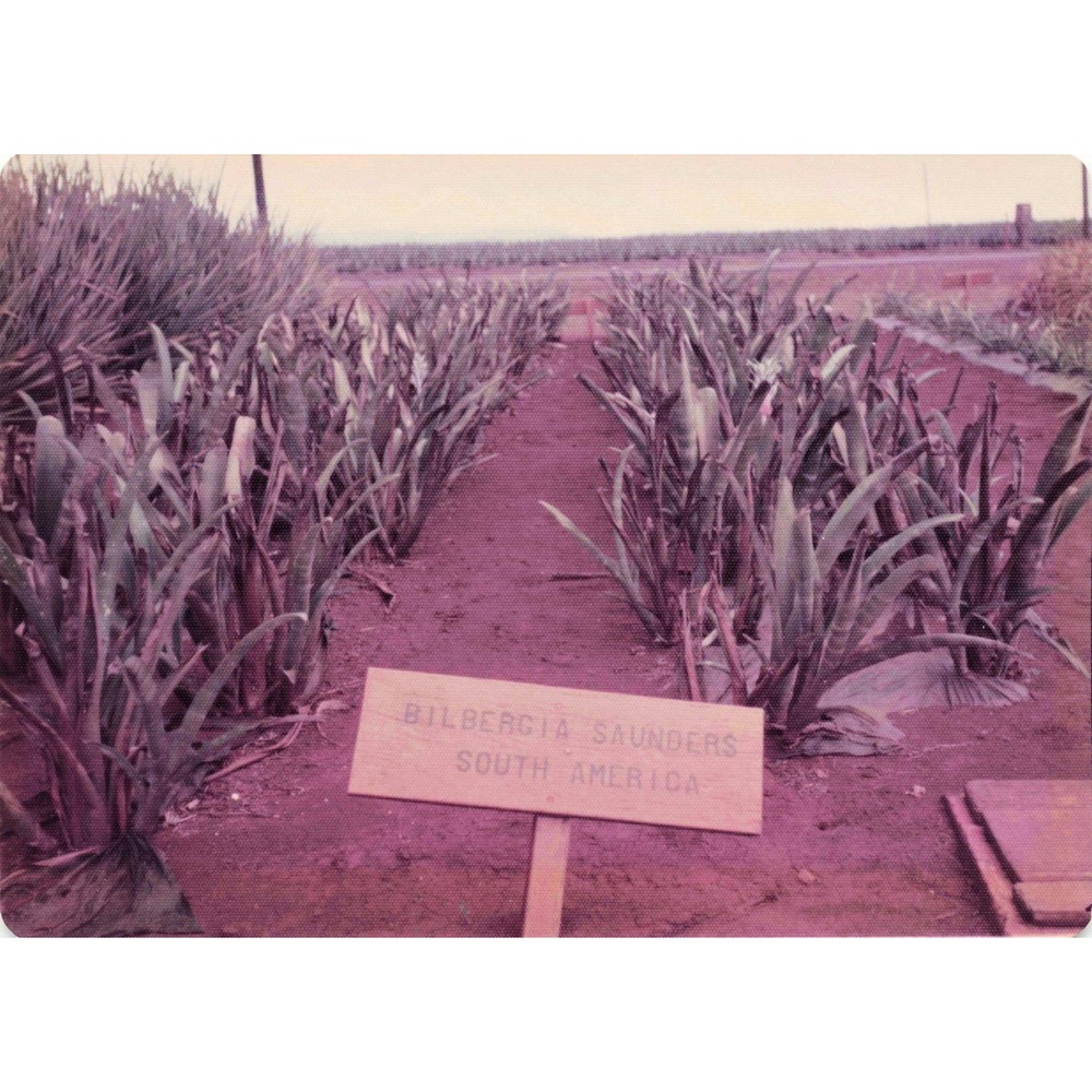 Vintage 1970s Hawaii Oahu Del Monte Pineapple Wahiawa Garden Photo Lot of 8 - Picture 5 of 8